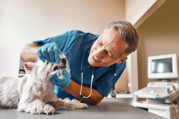 Best Emergency Dental Care for Trauma or Injury in Smithfield, UT
